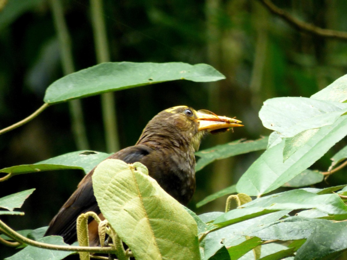 Cacique Dorsirrufo - ML645682899