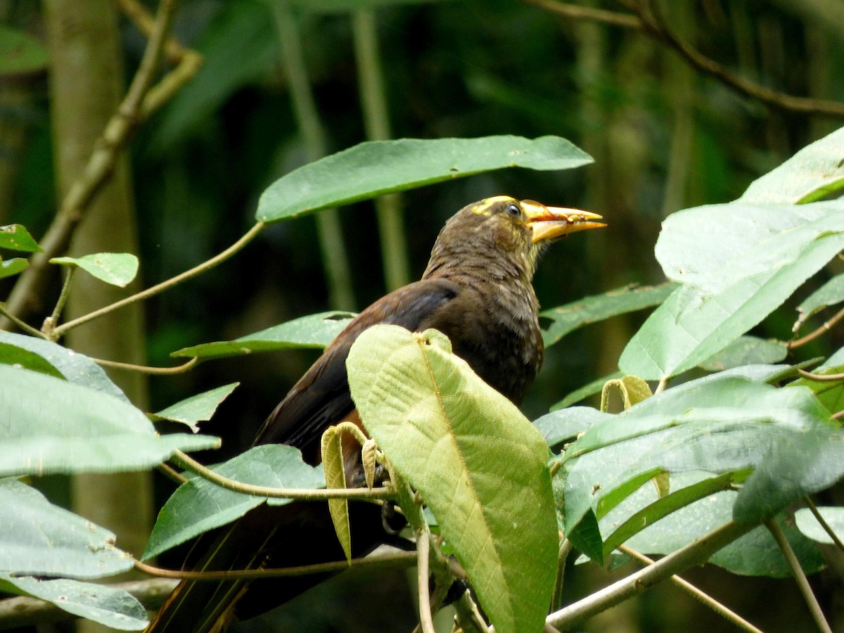 Cacique Dorsirrufo - ML645682900