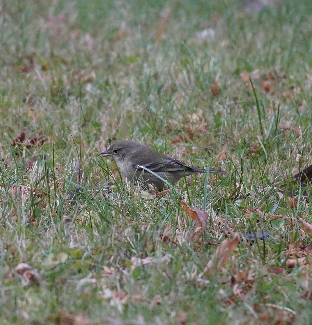 Reinita del Pinar - ML645682901