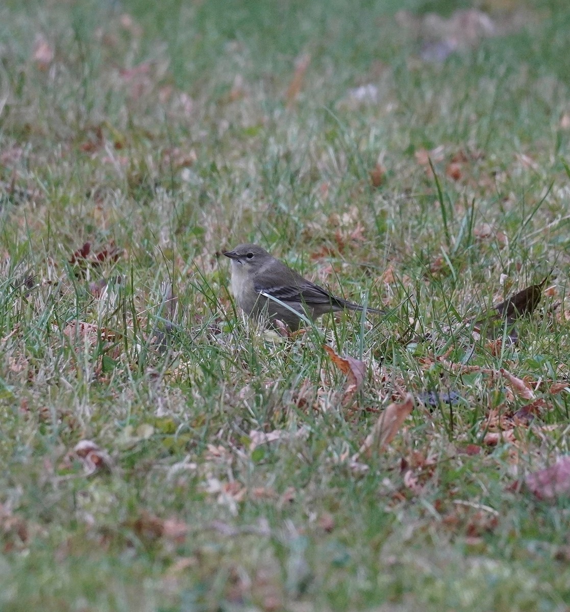 Reinita del Pinar - ML645682902