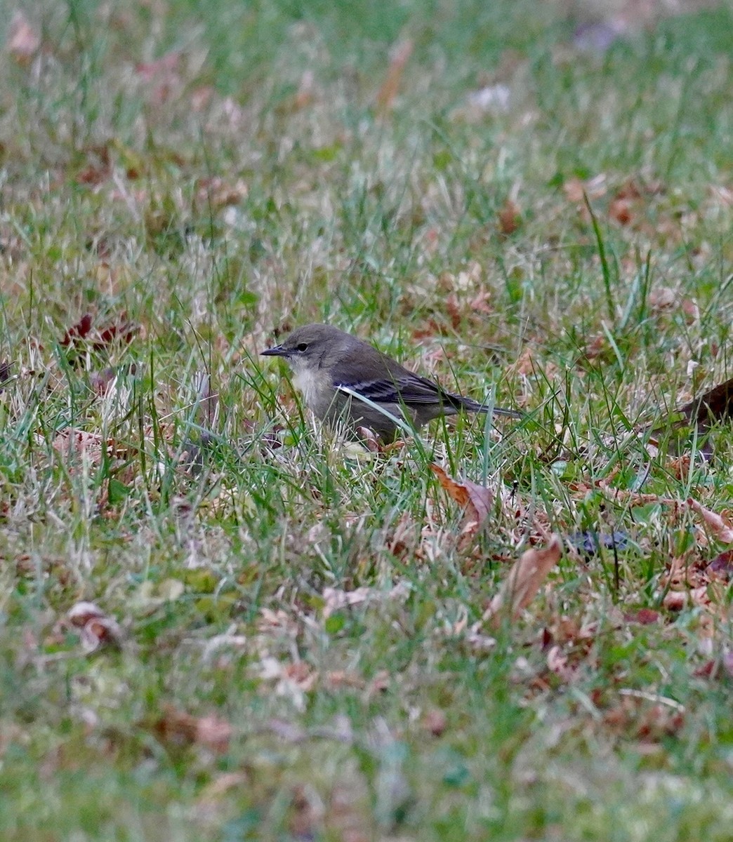 Reinita del Pinar - ML645682904