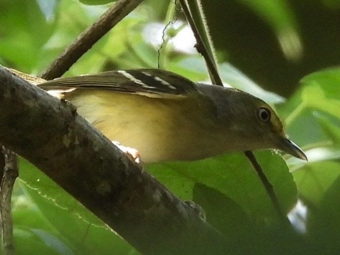 Vireo Ojiblanco - ML645682908