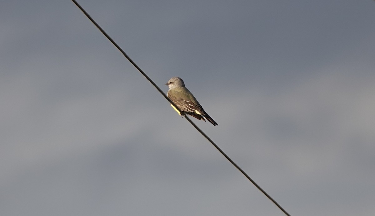 Western Kingbird - ML645682909