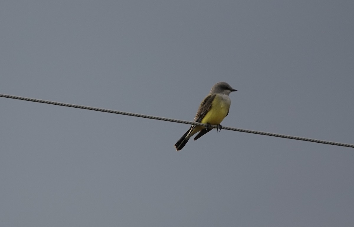 Western Kingbird - ML645682910