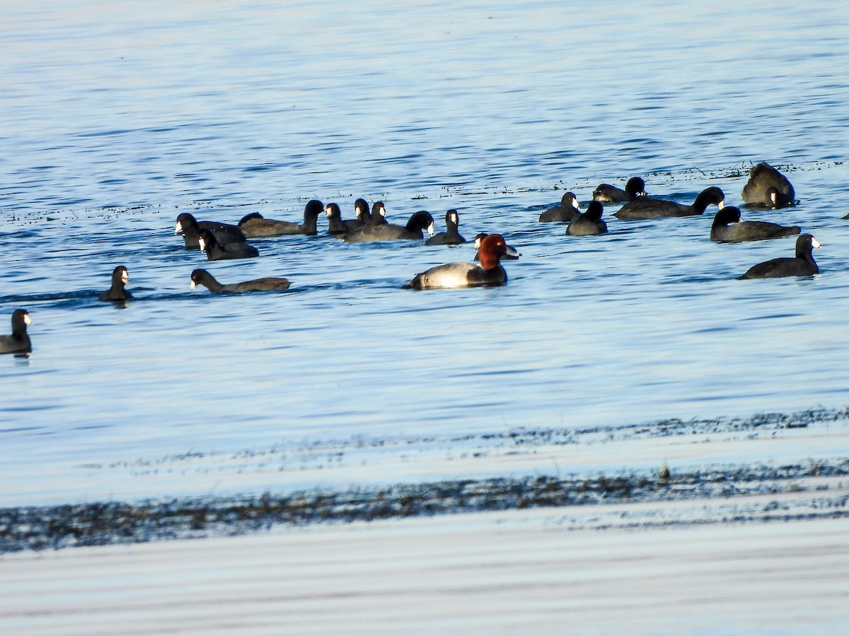 Porrón Americano - ML645682912