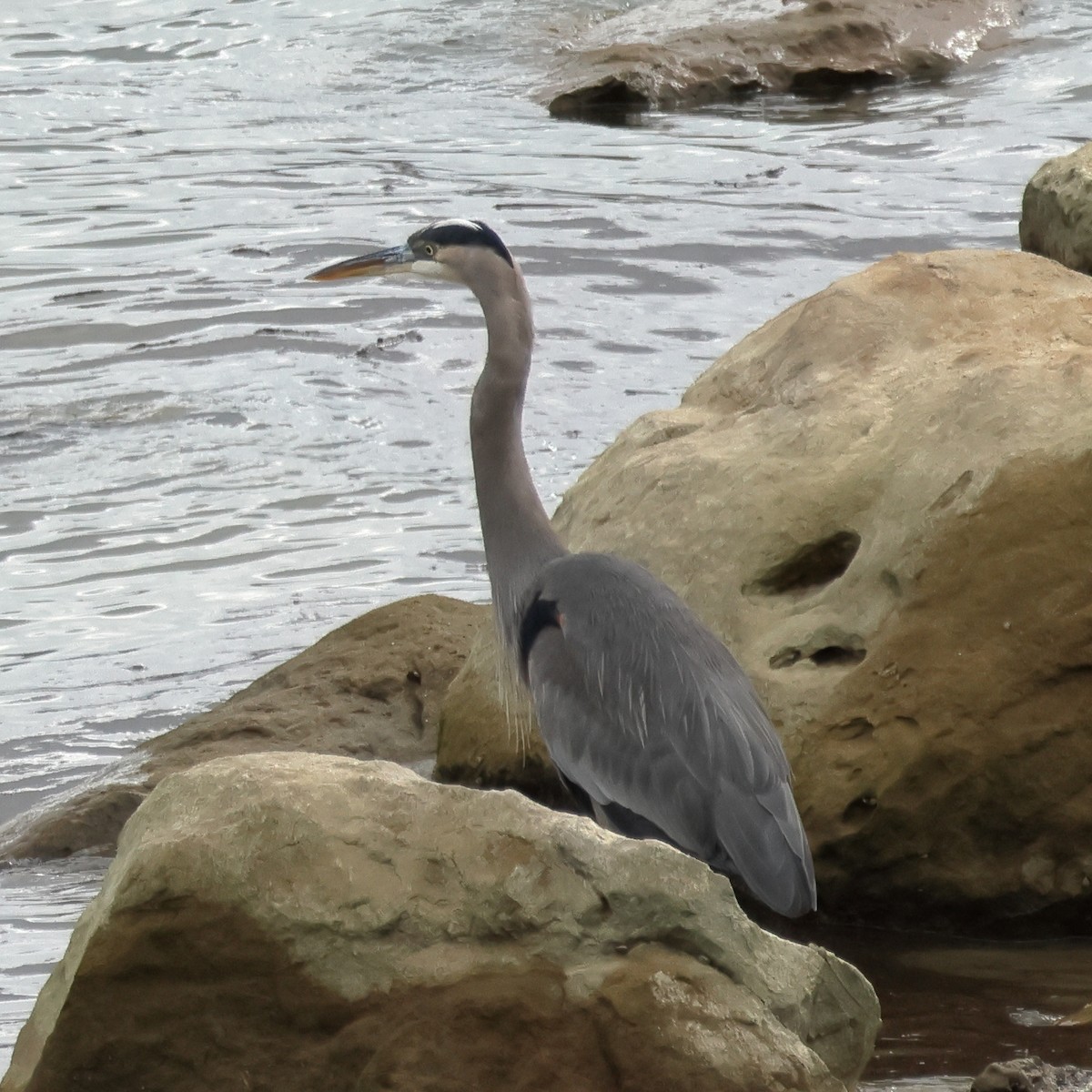 Garza Azulada - ML645682914