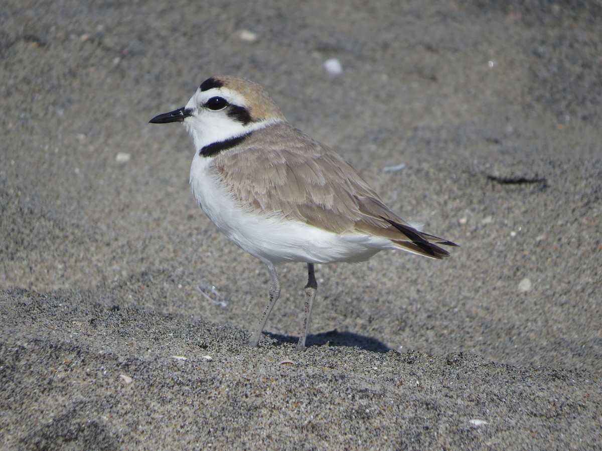 Chorlitejo Nivoso - ML645682915