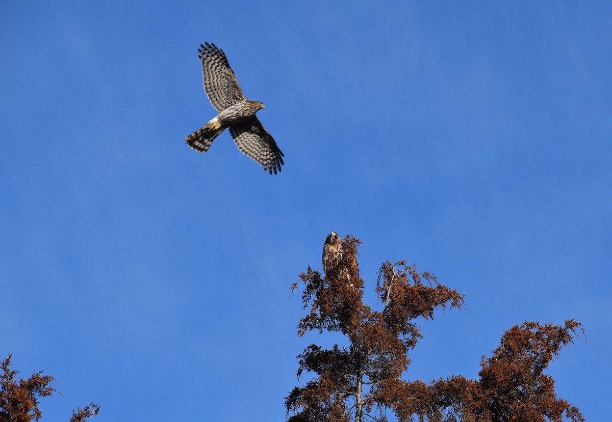 Cooper's Hawk - ML645682916