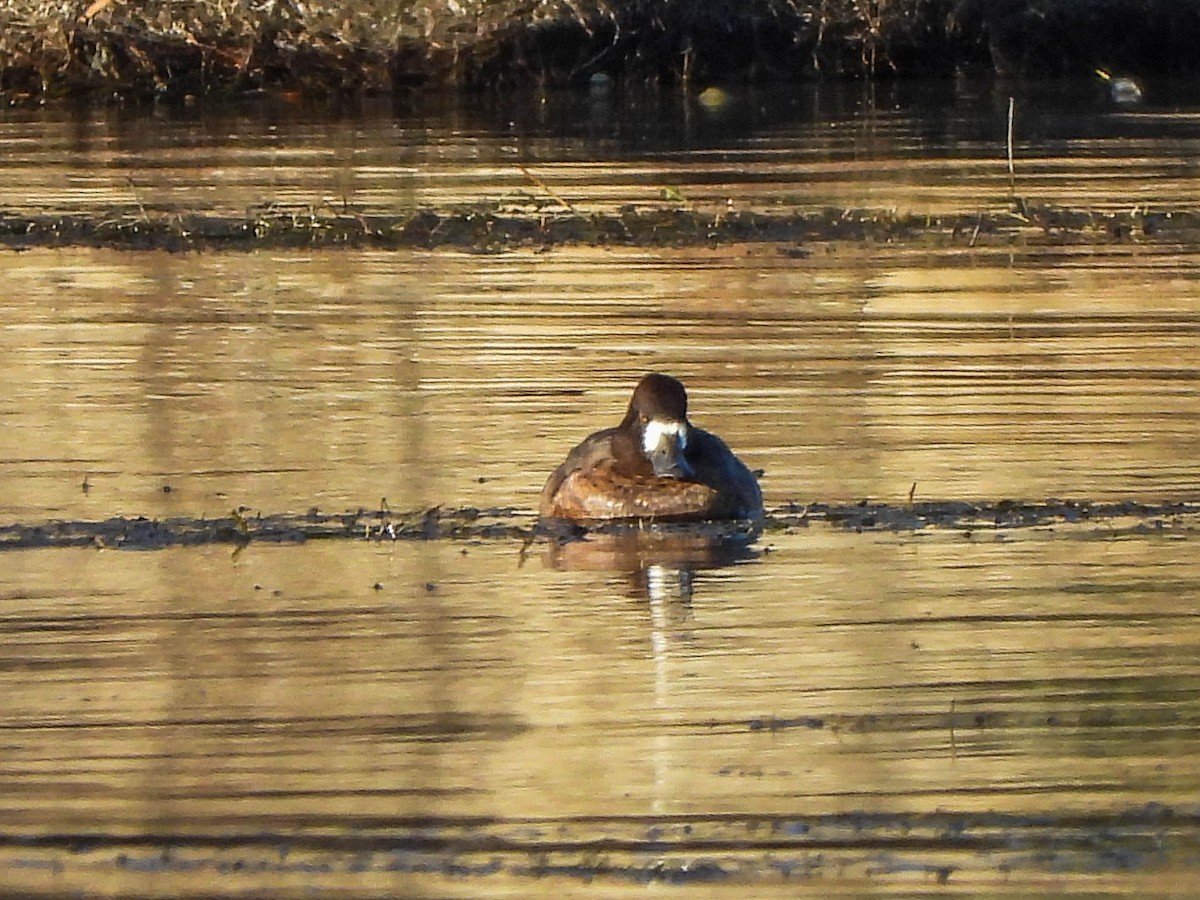 Greater Scaup - ML645682924