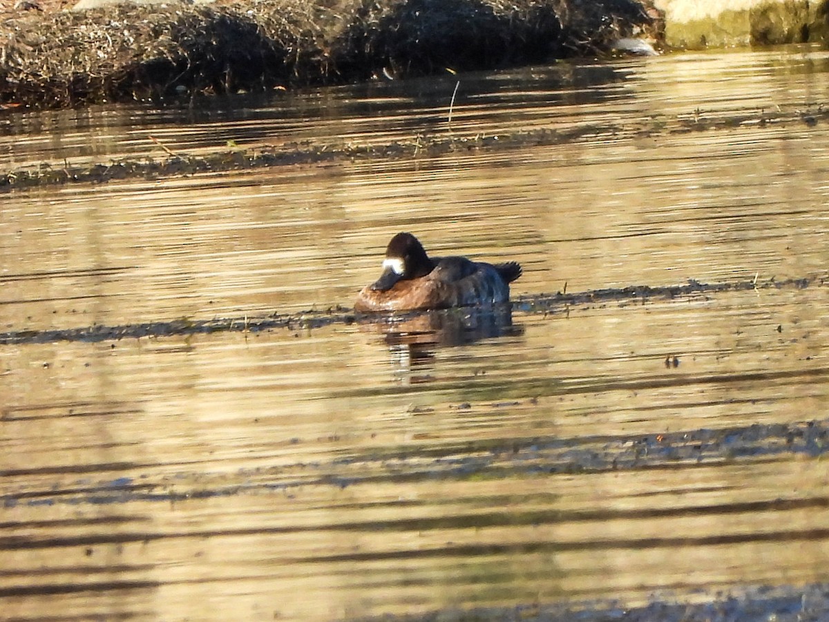 Greater Scaup - ML645682925