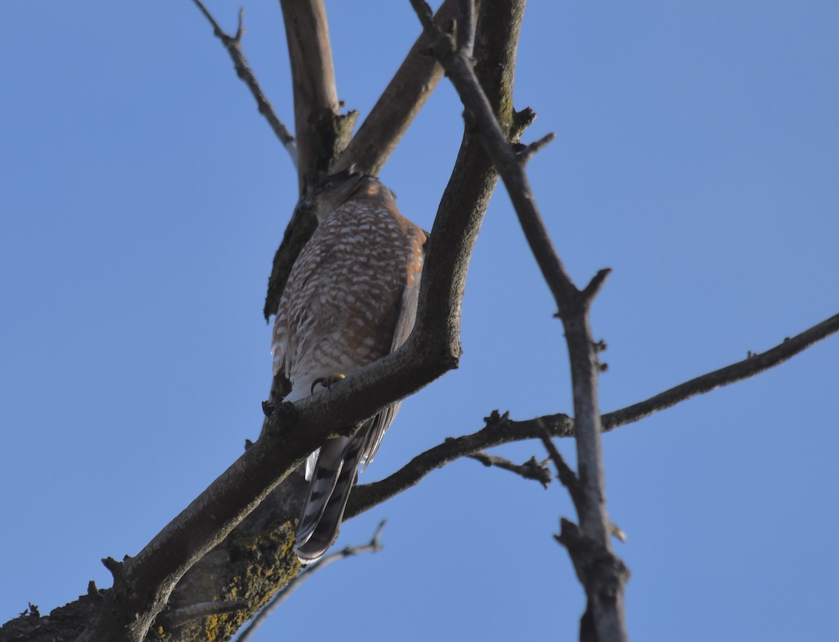 Cooper's Hawk - ML645682926