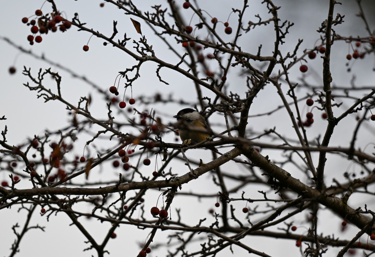 Schwarzkopfmeise - ML645682927