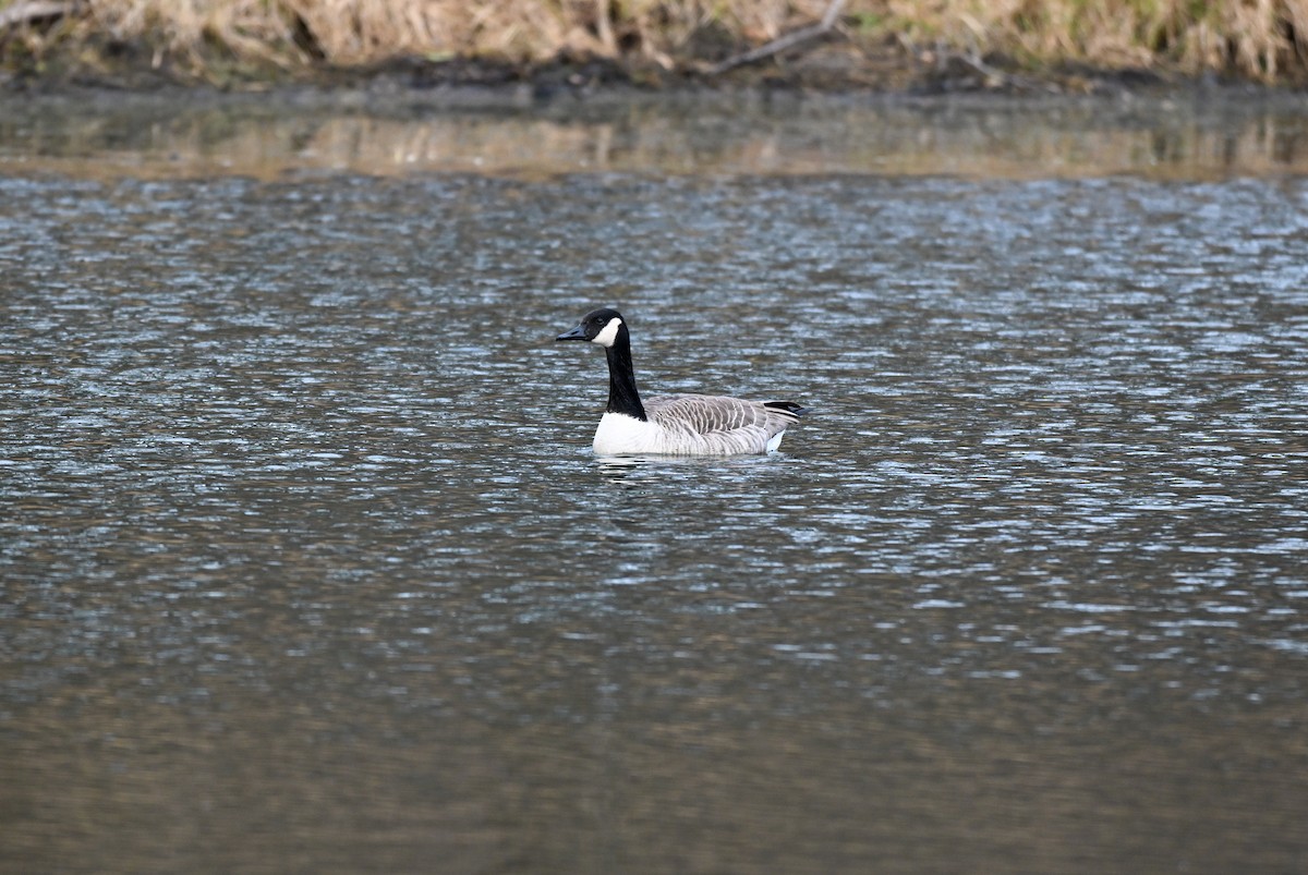 Kanadagans - ML645682931