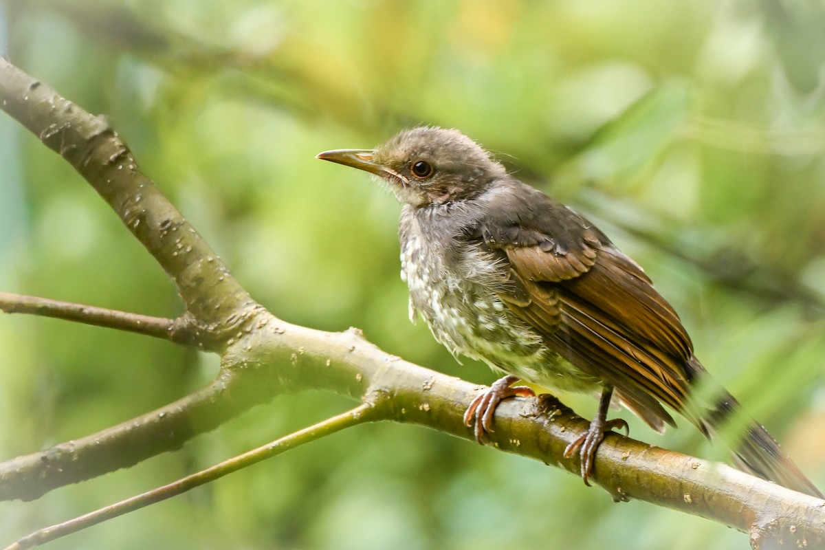 brunørebylbyl - ML645682932