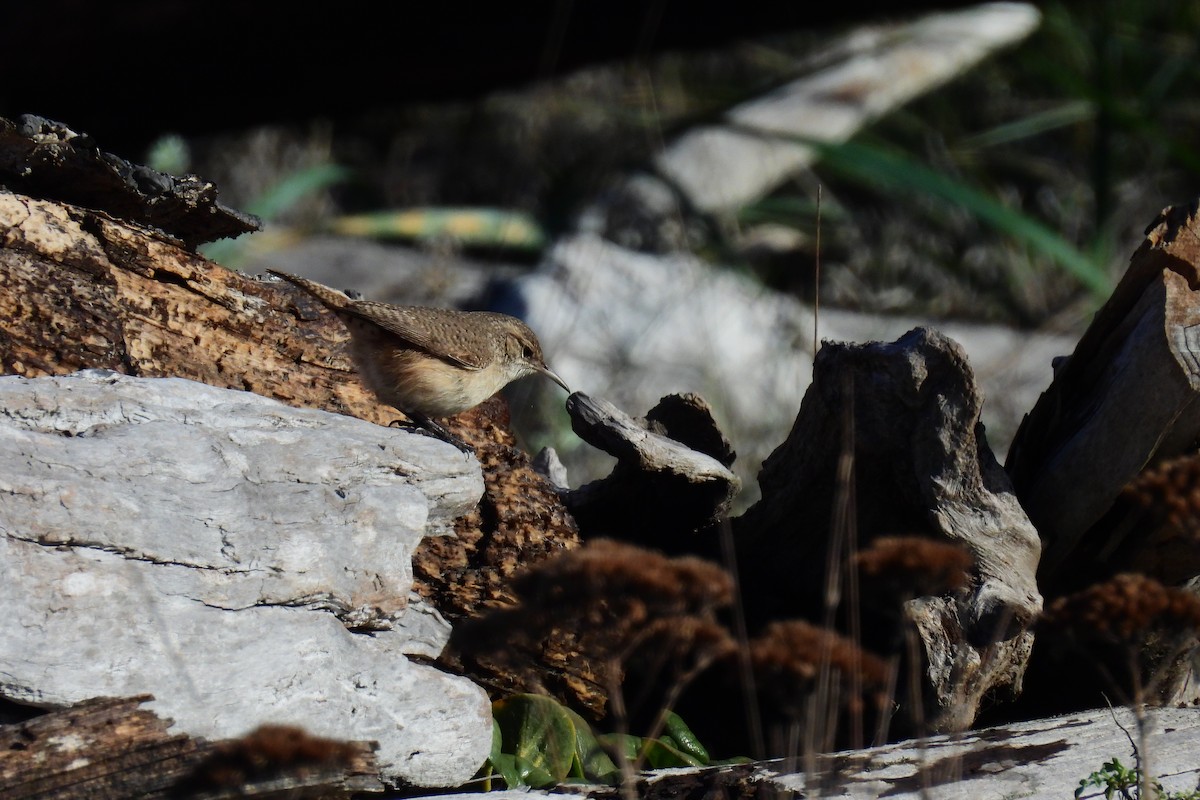 Rock Wren - ML645682936