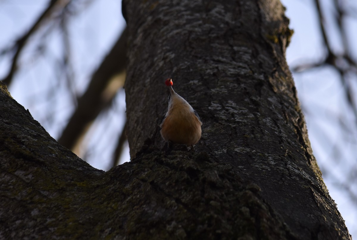 Red-breasted Nuthatch - ML645682938