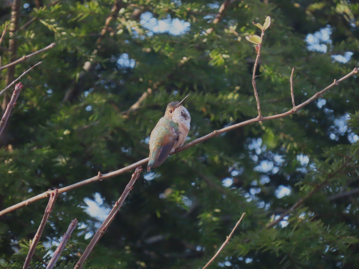 Rufous Hummingbird - ML645682945