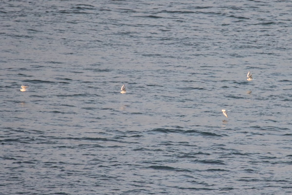 Bonaparte antxeta - ML645682951