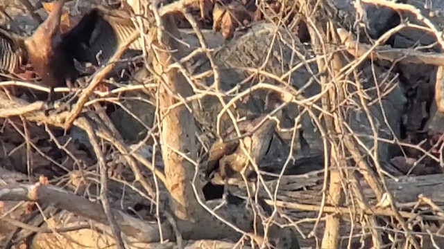 קורמורן גדול - ML645682952