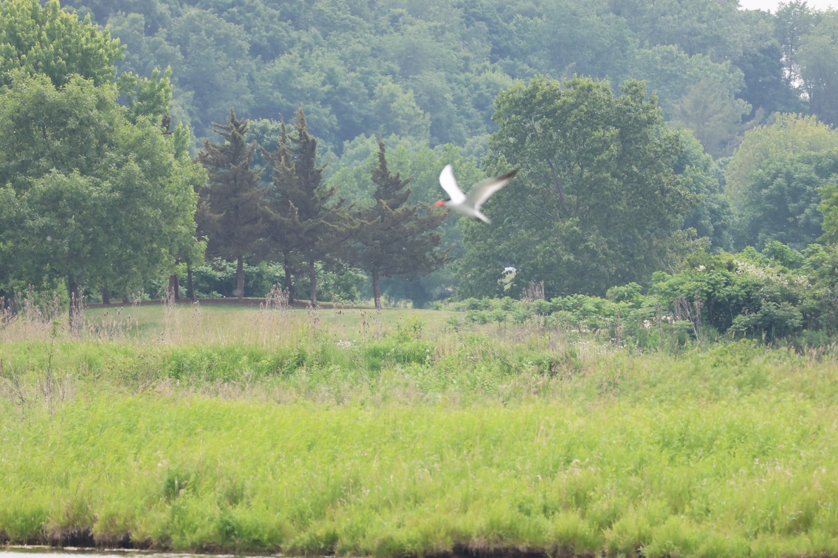 Txenada mokogorria - ML645682953