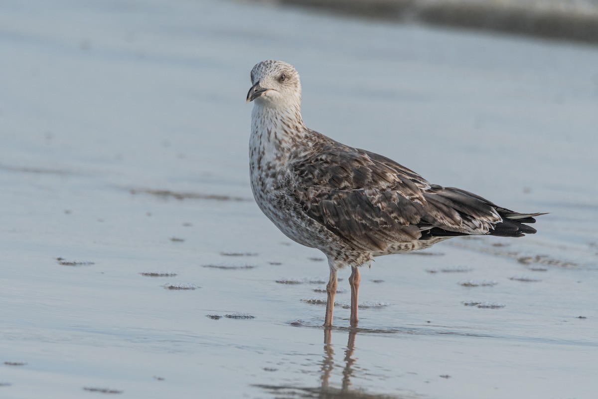 Kaio iluna - ML645682954