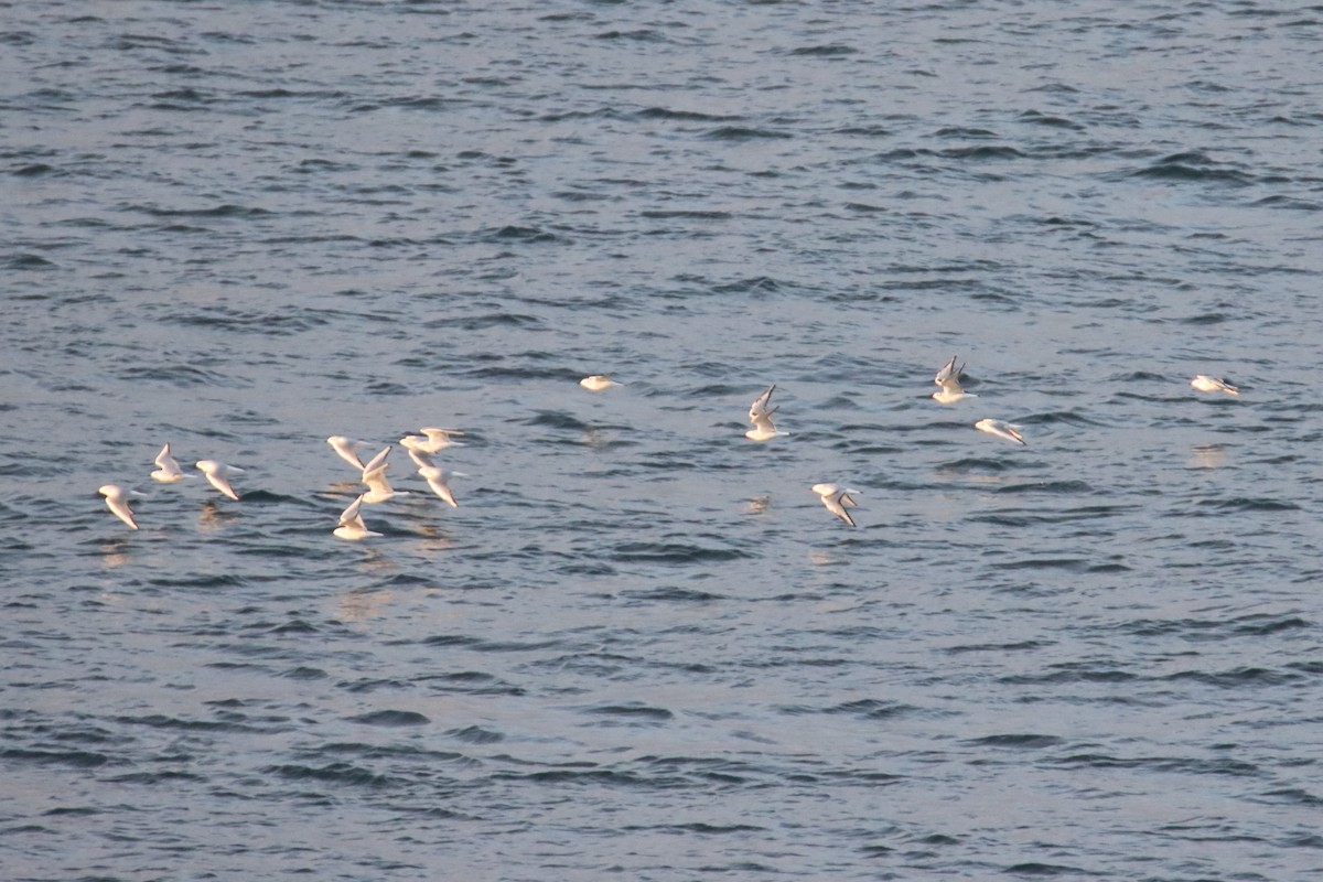 Bonaparte antxeta - ML645682955