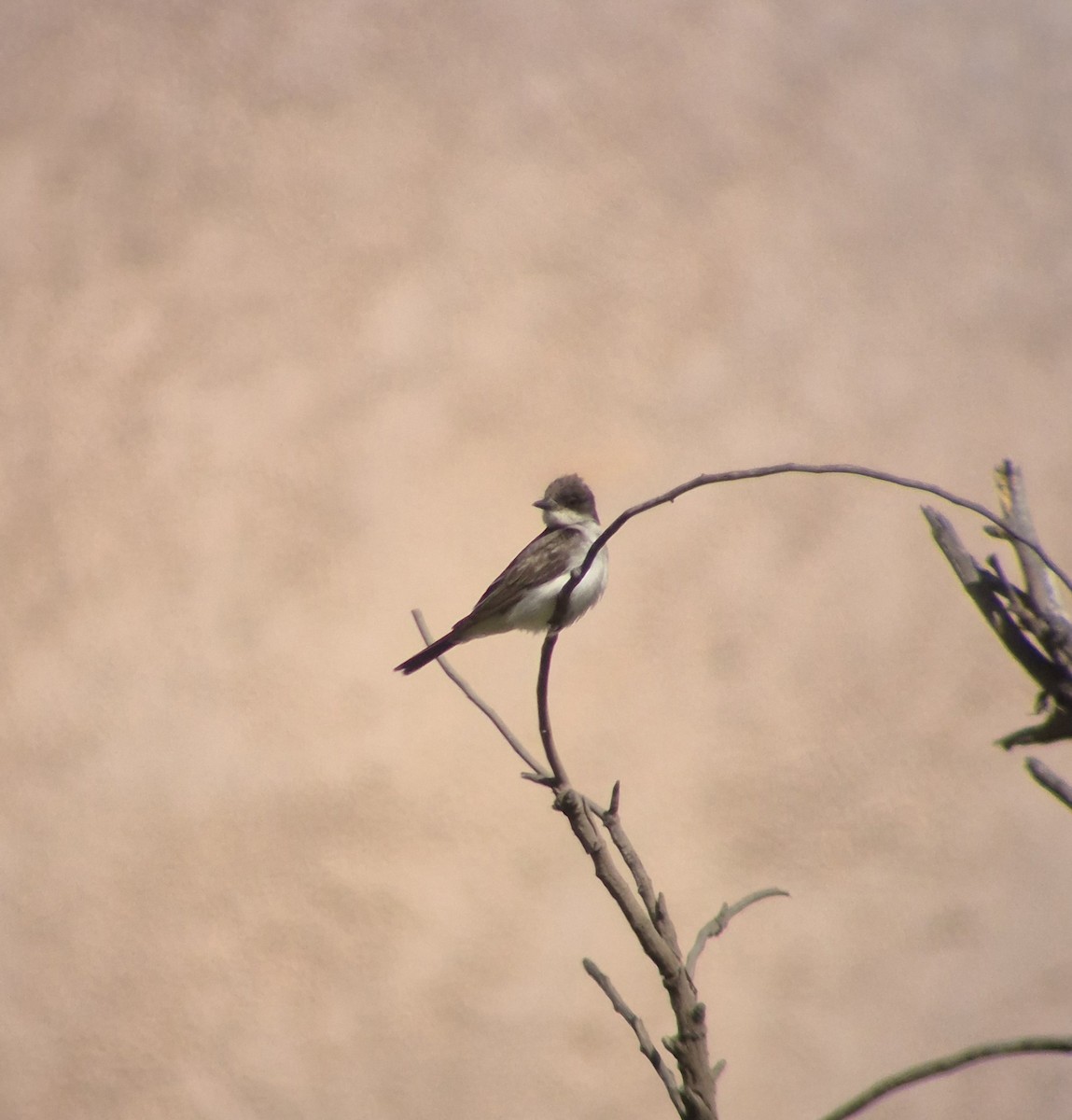 Tyran tritri - ML645682956