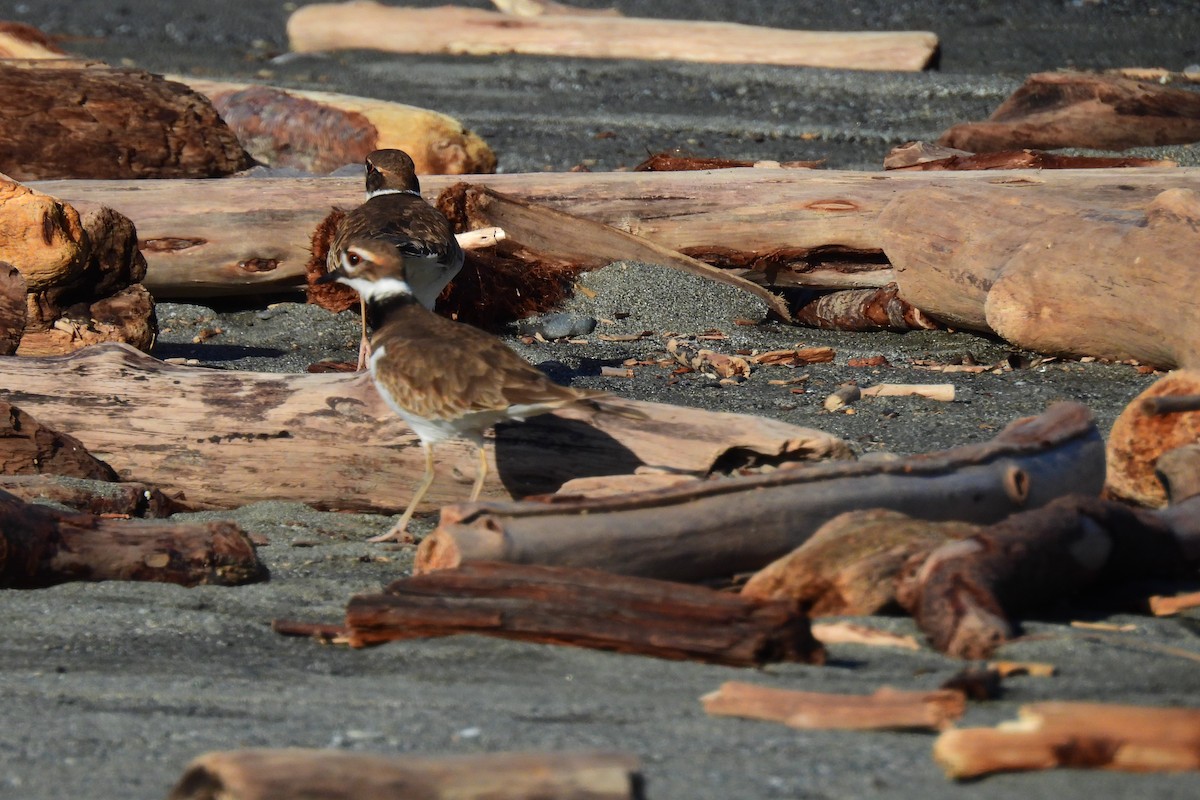 Kildir txirritxoa - ML645682957