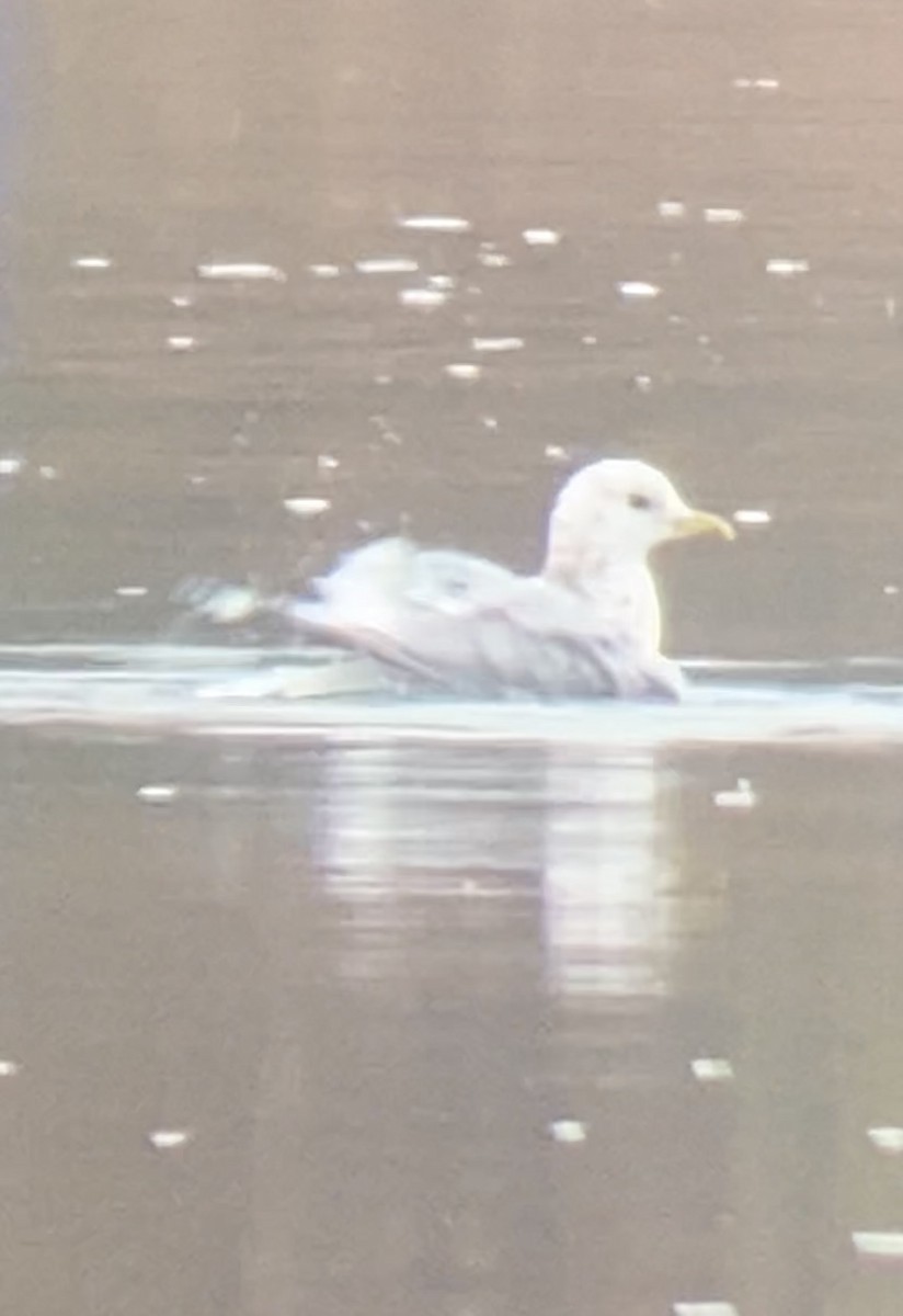 Short-billed Gull - ML645682959