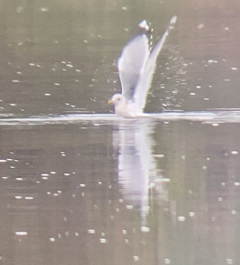 Short-billed Gull - ML645682960