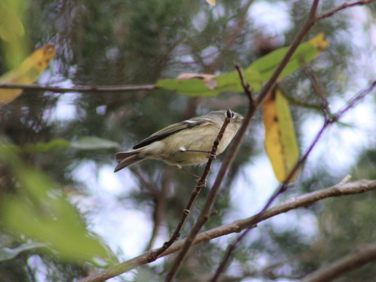 Erregetxo mottogorria - ML645682961