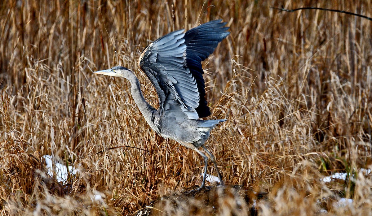 Great Blue Heron - ML645682962