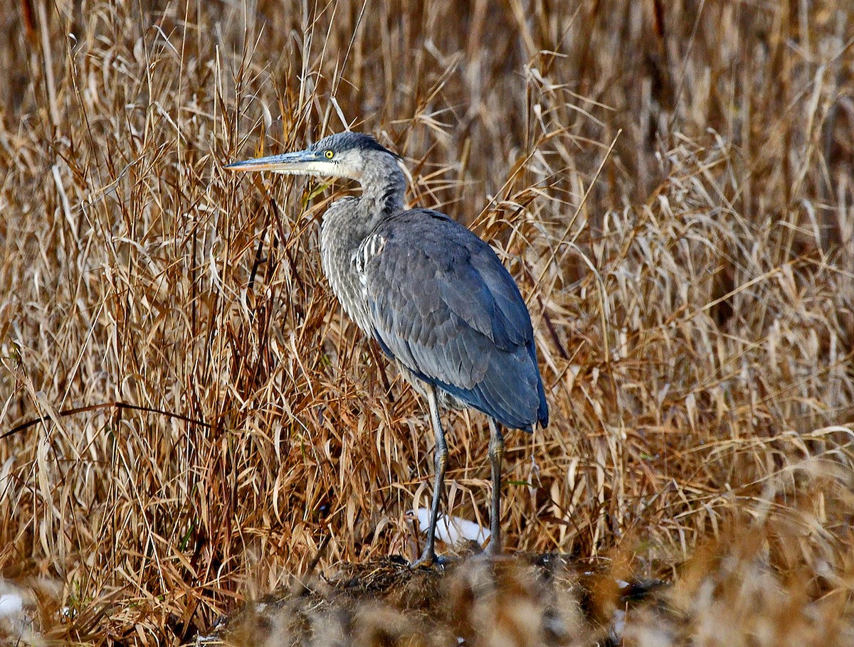 Great Blue Heron - ML645682965