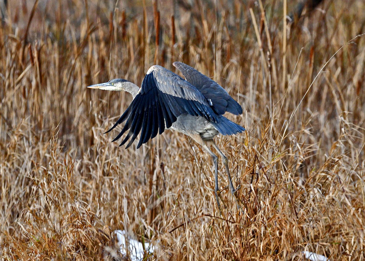 Great Blue Heron - ML645682966