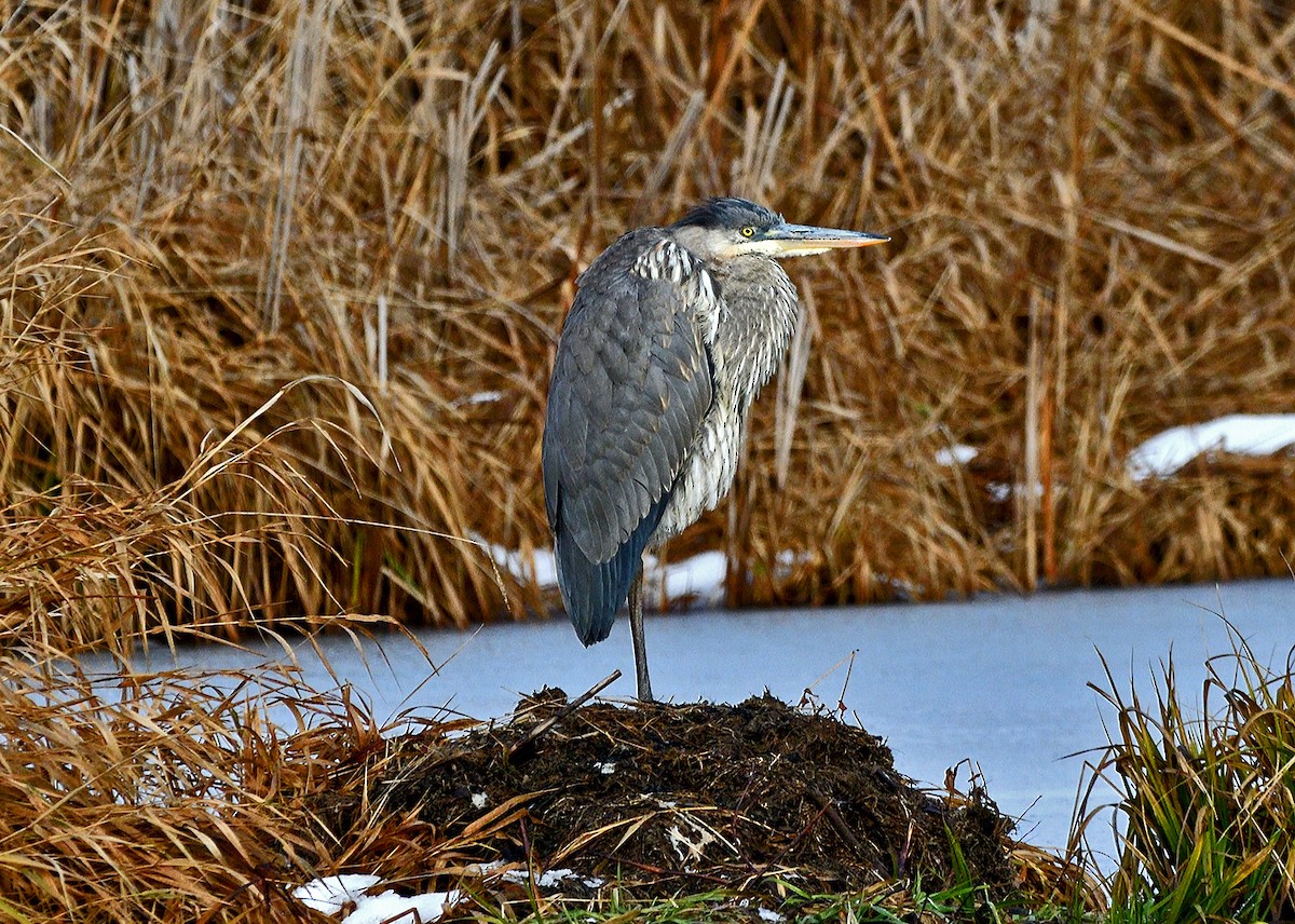 Great Blue Heron - ML645682967