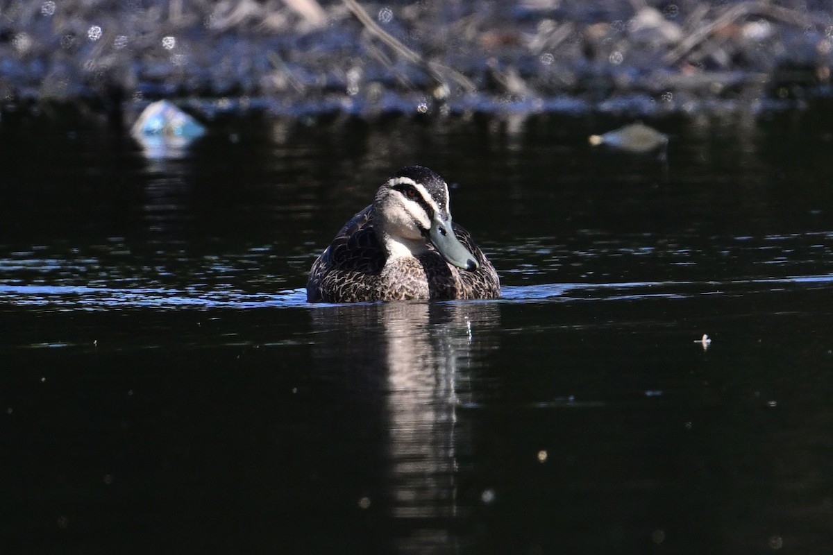 Ahate bekainduna - ML645682968