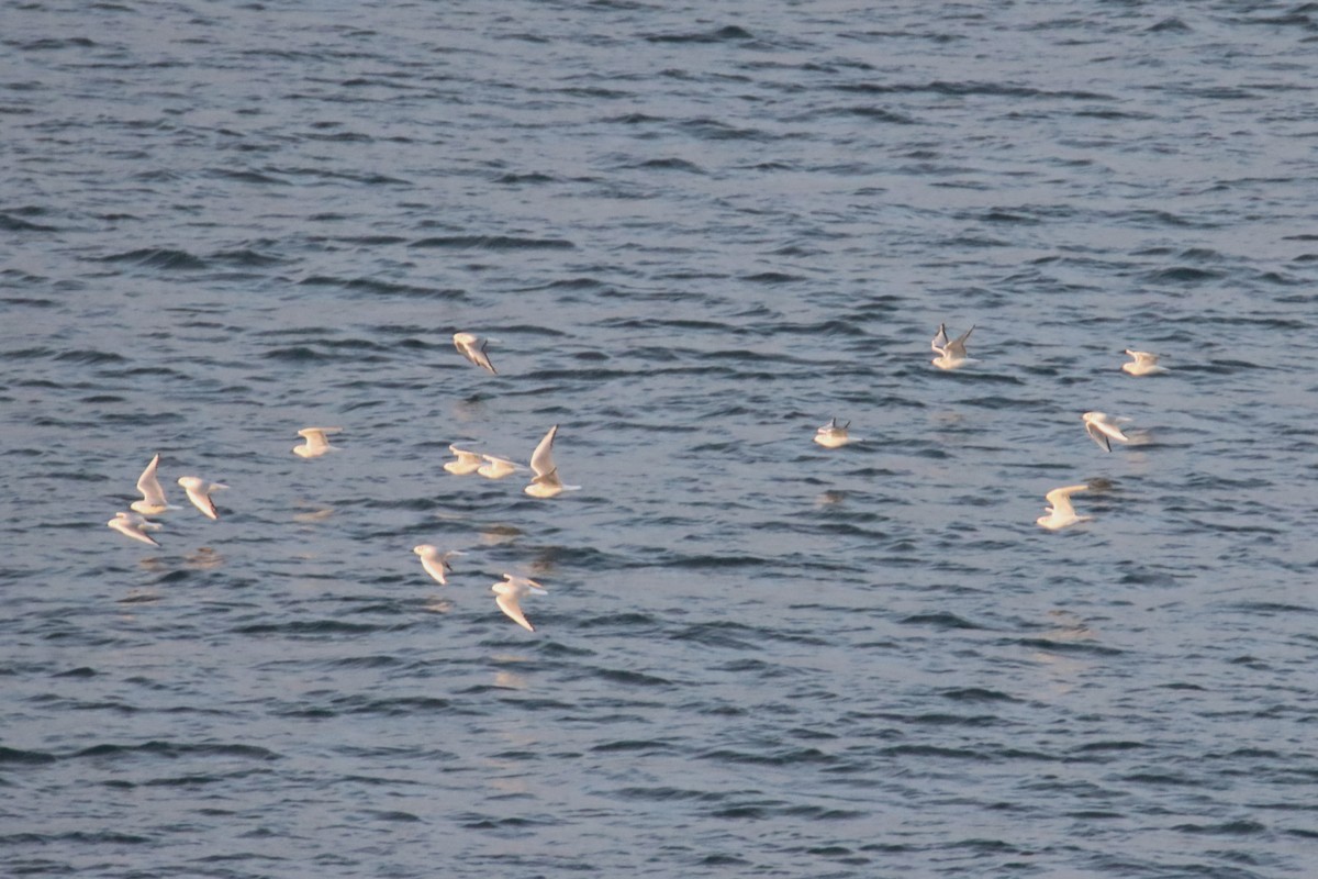 Bonaparte antxeta - ML645682969