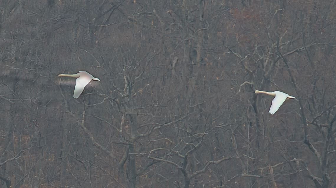 Beltxarga txistularia - ML645682970