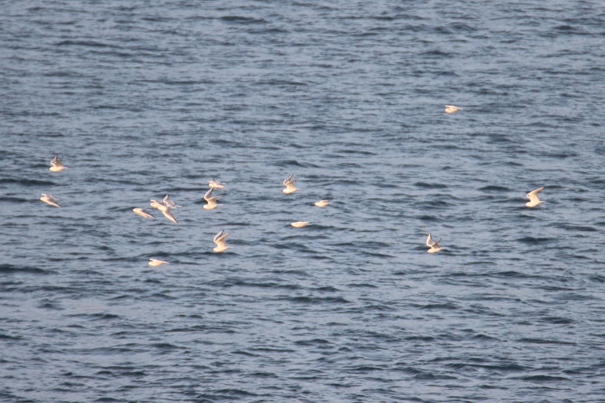 Bonaparte antxeta - ML645682971