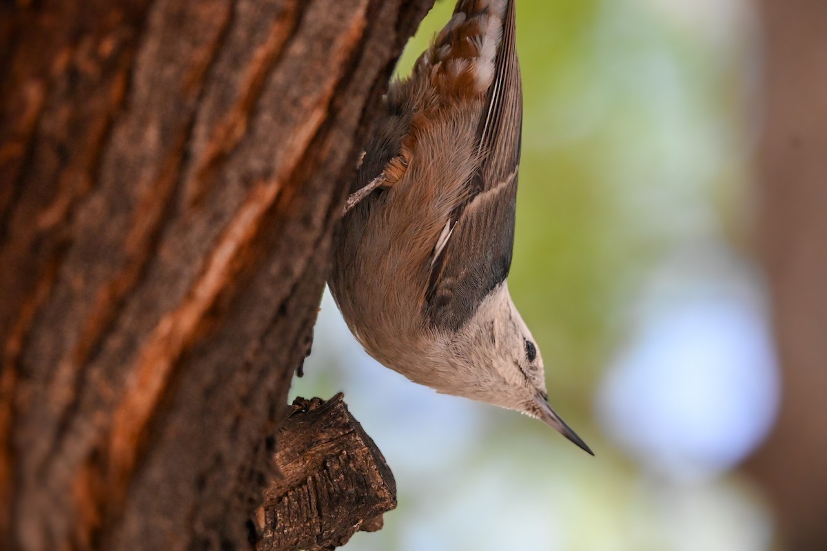 White-breasted Nuthatch - ML645682972