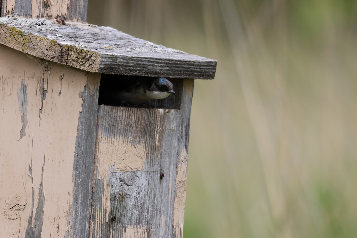 Elai kolorebikoa - ML645682973