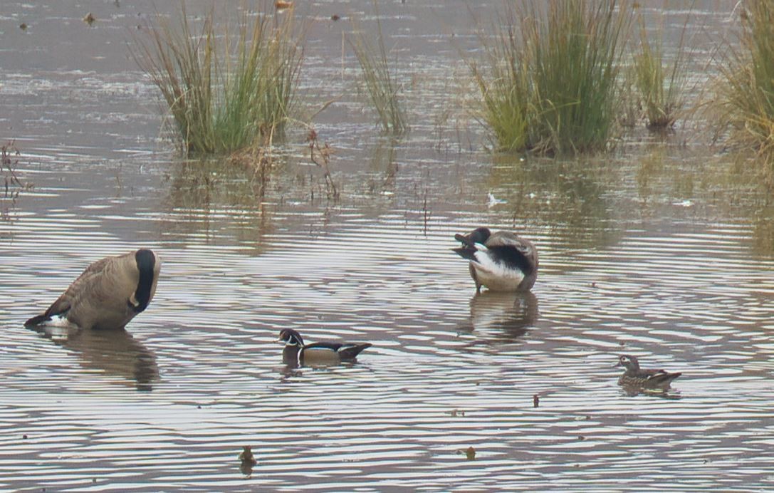 Ahate karolinarra - ML645682974