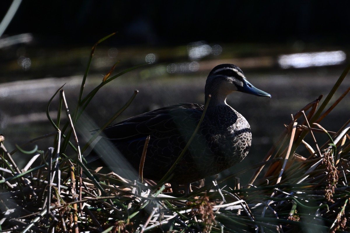 Ahate bekainduna - ML645682976