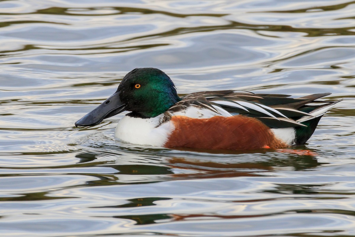 Ahate mokozabal zuria - ML645682977