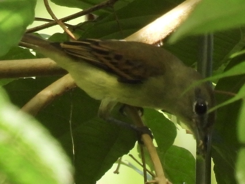 White-winged Becard - ML645682978