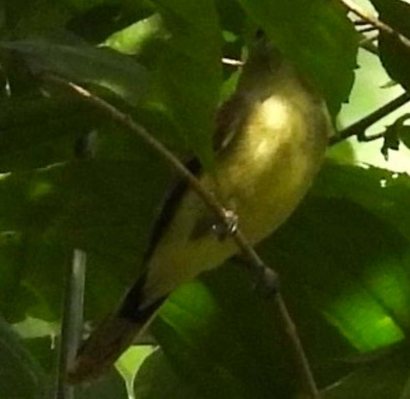 White-winged Becard - ML645682979