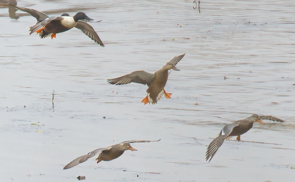 Ahate mokozabal zuria - ML645682981