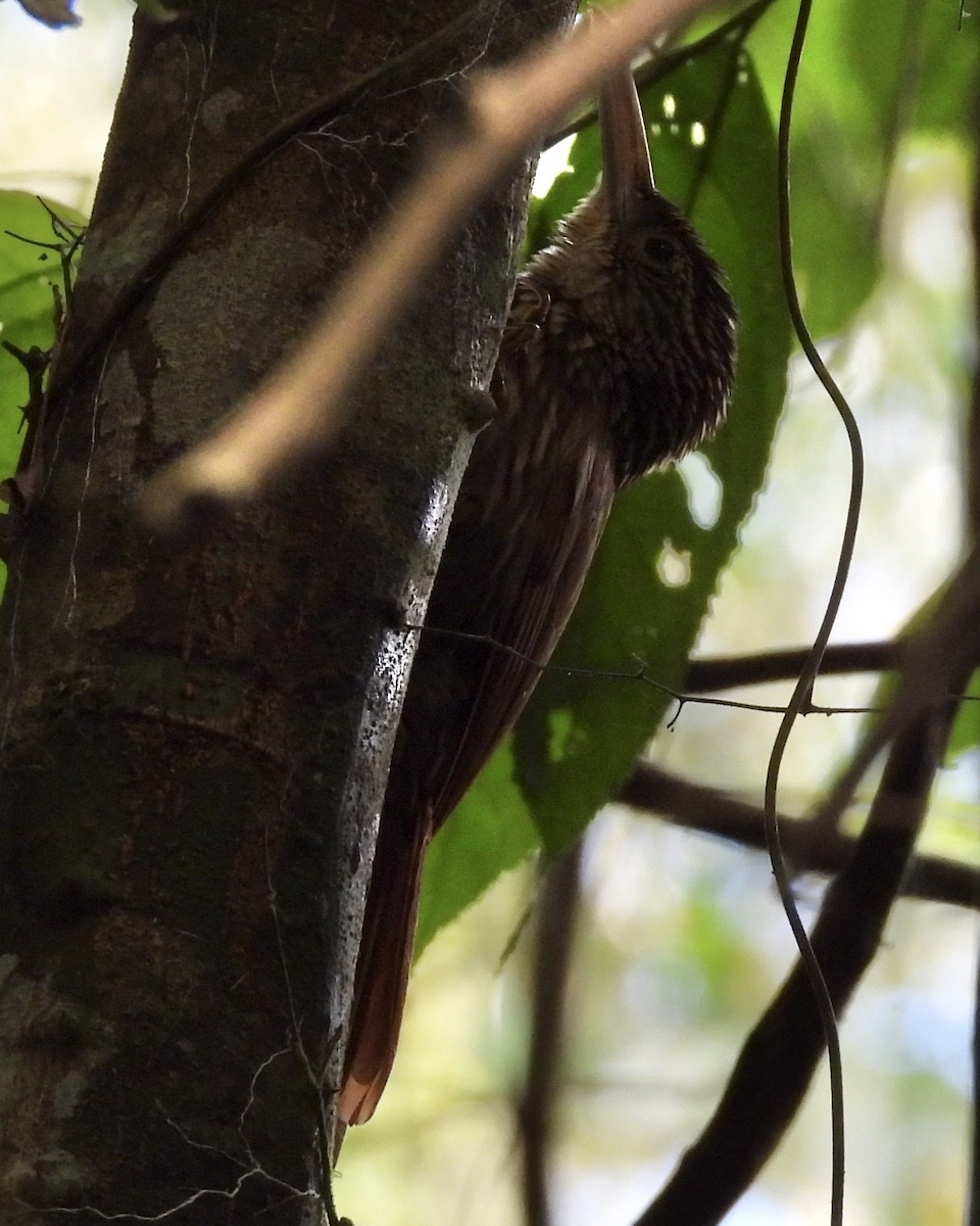 Ivory-billed Woodcreeper - ML645682983