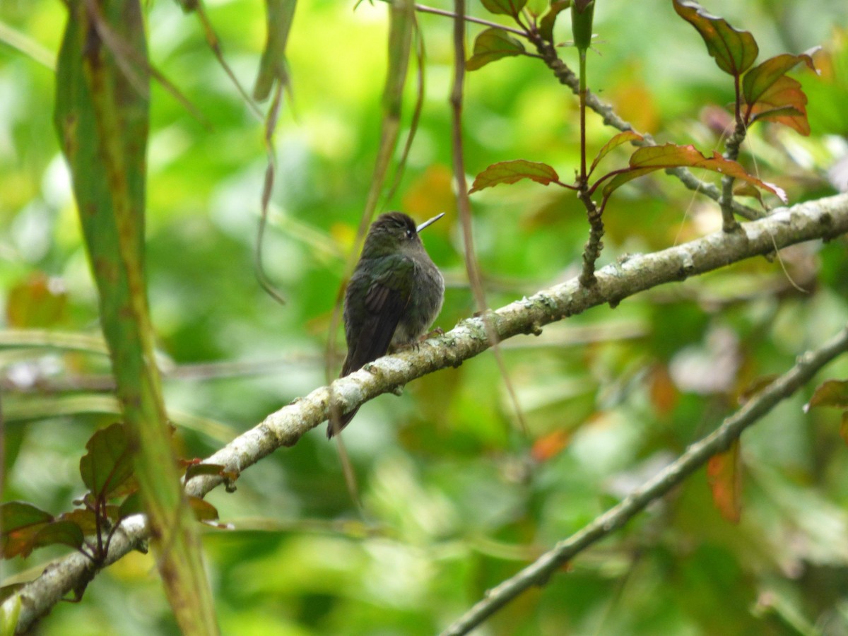 Greenish Puffleg - ML645682984