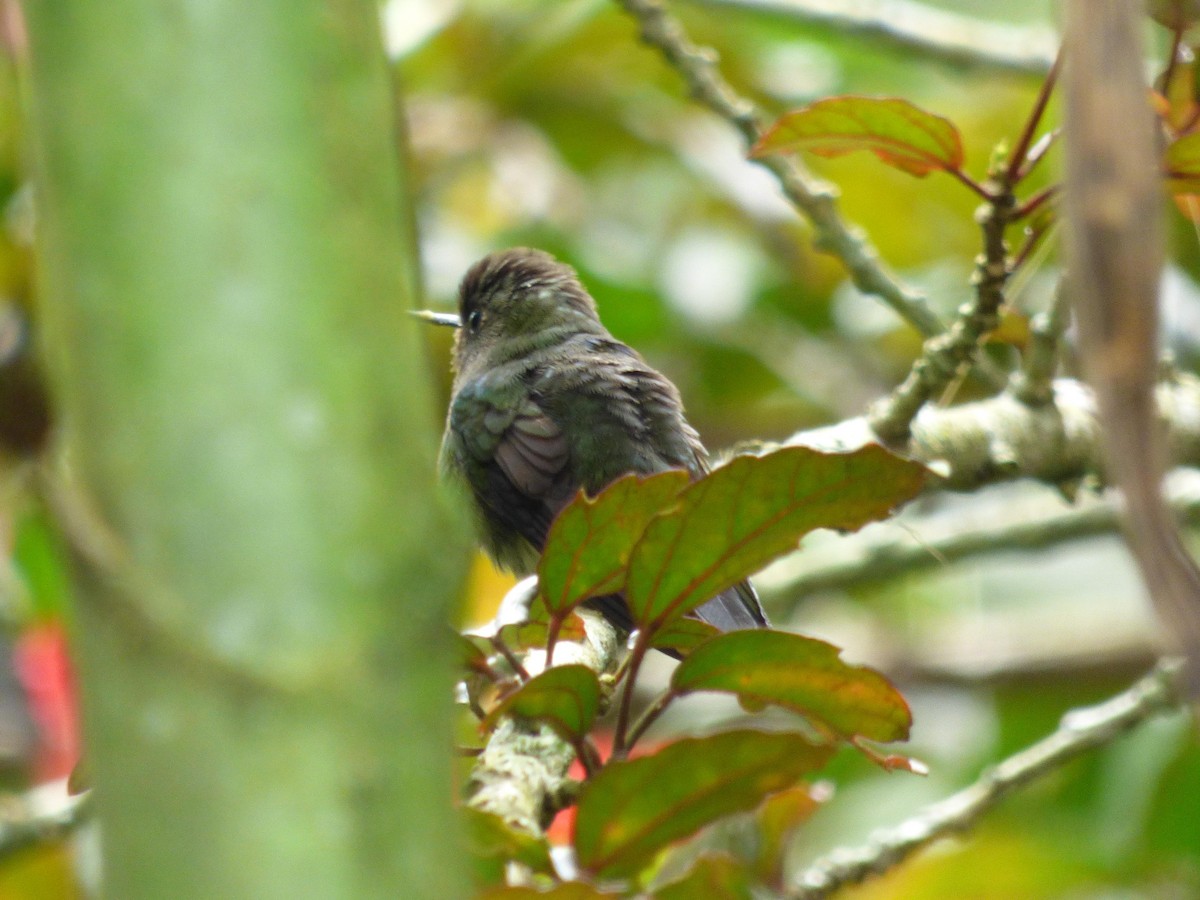 Greenish Puffleg - ML645682985